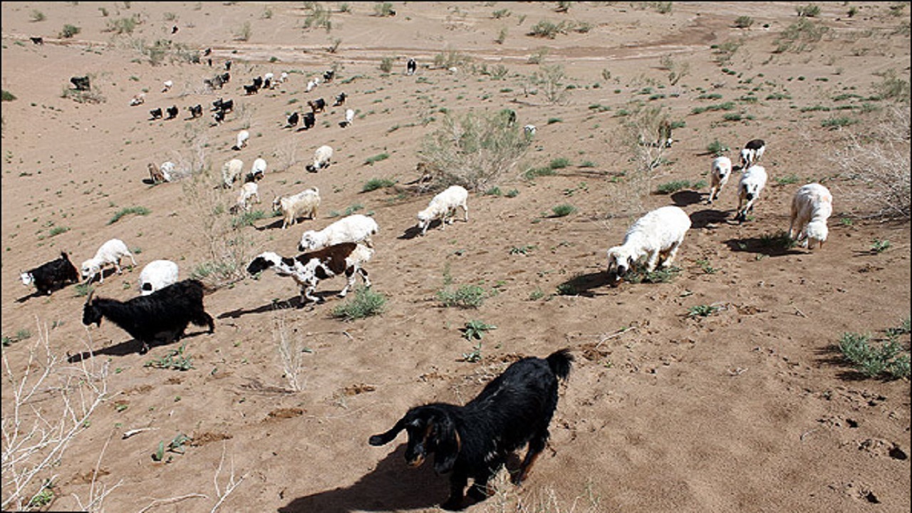 بغض گلوی دامداران را گرفته است