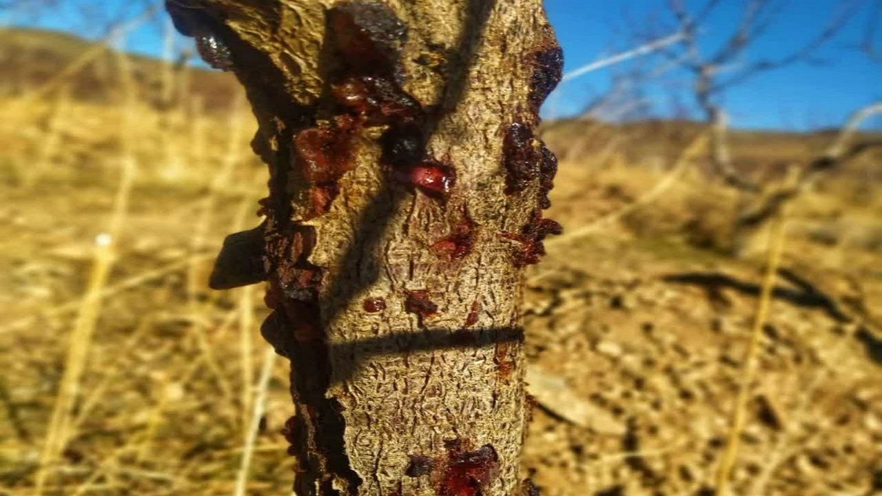 هشدار به باغداران سامانی نسبت به بیماری شانکر درختان