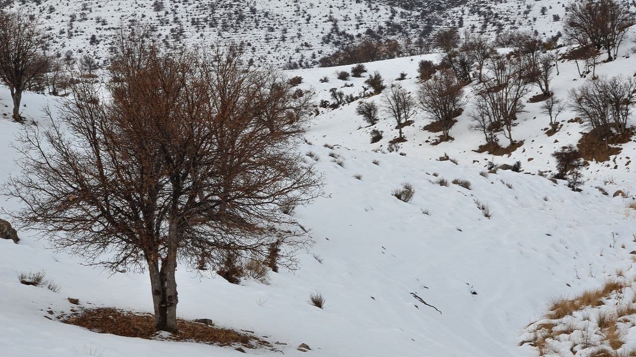 طبیعت زمستانی ارتفاعات زاگرس در سپیدان + تصاویر