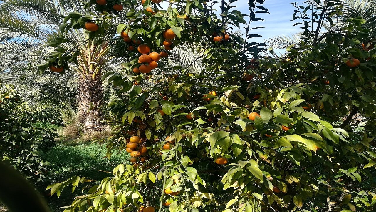 سالانه افزون‌بر ۵۰۰ تن محصول از روستای کچ کوش ایرانشهر تولید می‌شود