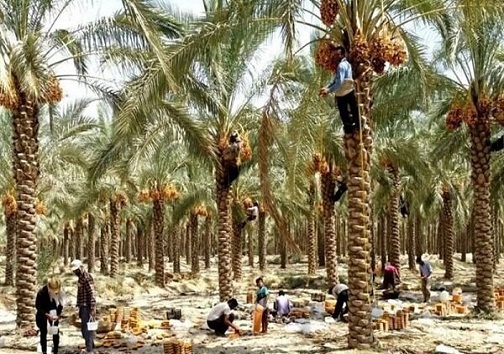 اشتغالزایی در صنعت خرما از خشکسالی تا خام فروشی؛ این شیرین سیاه رونق نمی گیرد