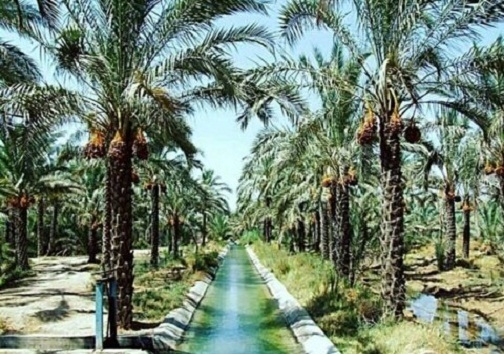 آبیاری نوین در نخلستانهای خوزستان جایی ندارد! آبیاری نوین در نخلستانهای خوزستان جایی ندارد!