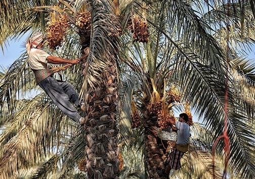 طلب نخلداران خوزستانی وصول شد طلب نخلداران خوزستانی وصول شد