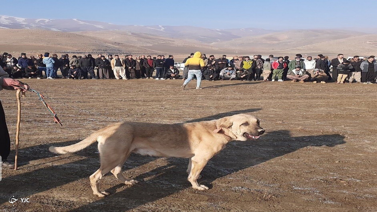 سریال ادامه دار "جنگ سگ ها" در مهاباد