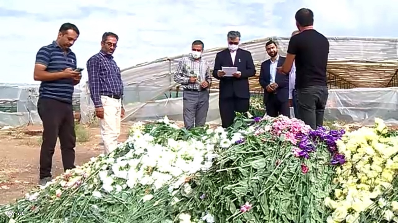 واردات بی رویه پیاز گل مشکل گلکاران  خمین