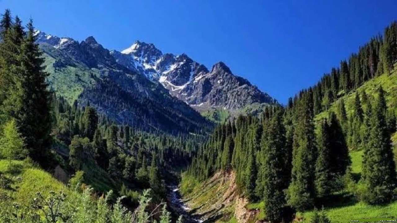 طالبان خواستار همکاری مردم برای جلوگیری از قطع درختان جنگل شد