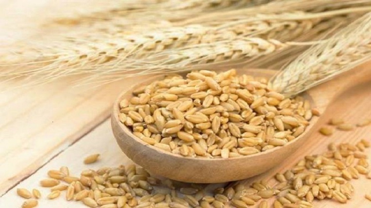 کشت ۶۰ هزار هکتار محصول جوی دیم پاییزه در آذربایجان شرقی