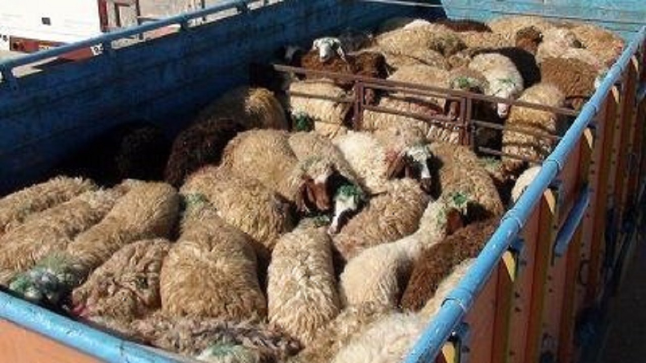 محکومیت متهم قاچاق ۳۶ رأس گوسفند در فردوس