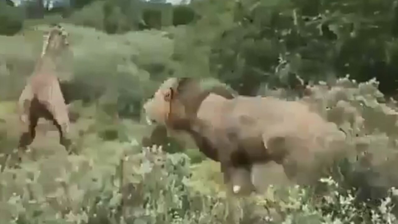 لحظه حمله شیرها به بچه زرافه + فیلم