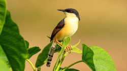 نحوه غذا خوردن نهنگ را ببینید + فیلم