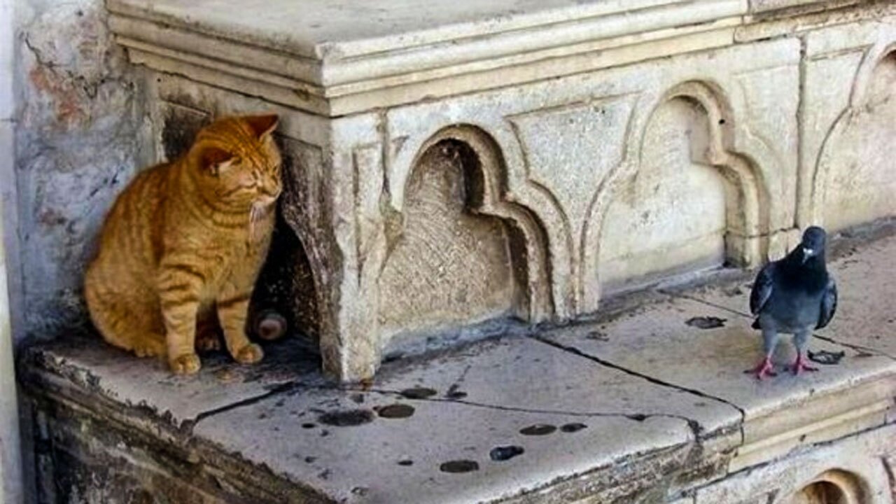 شکار زیرکانه کبوتر توسط گربه گرسنه + فیلم