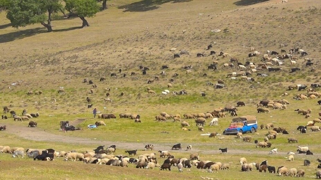 آغاز خرید تضمینی دام عشایر از ۴ دی ماه