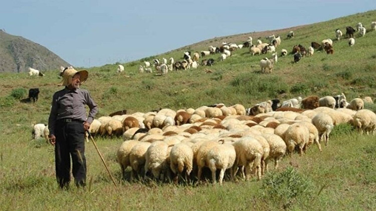 عشایر خراسان شمالی ۴۰ هزار تن خوراک دام نیاز دارند