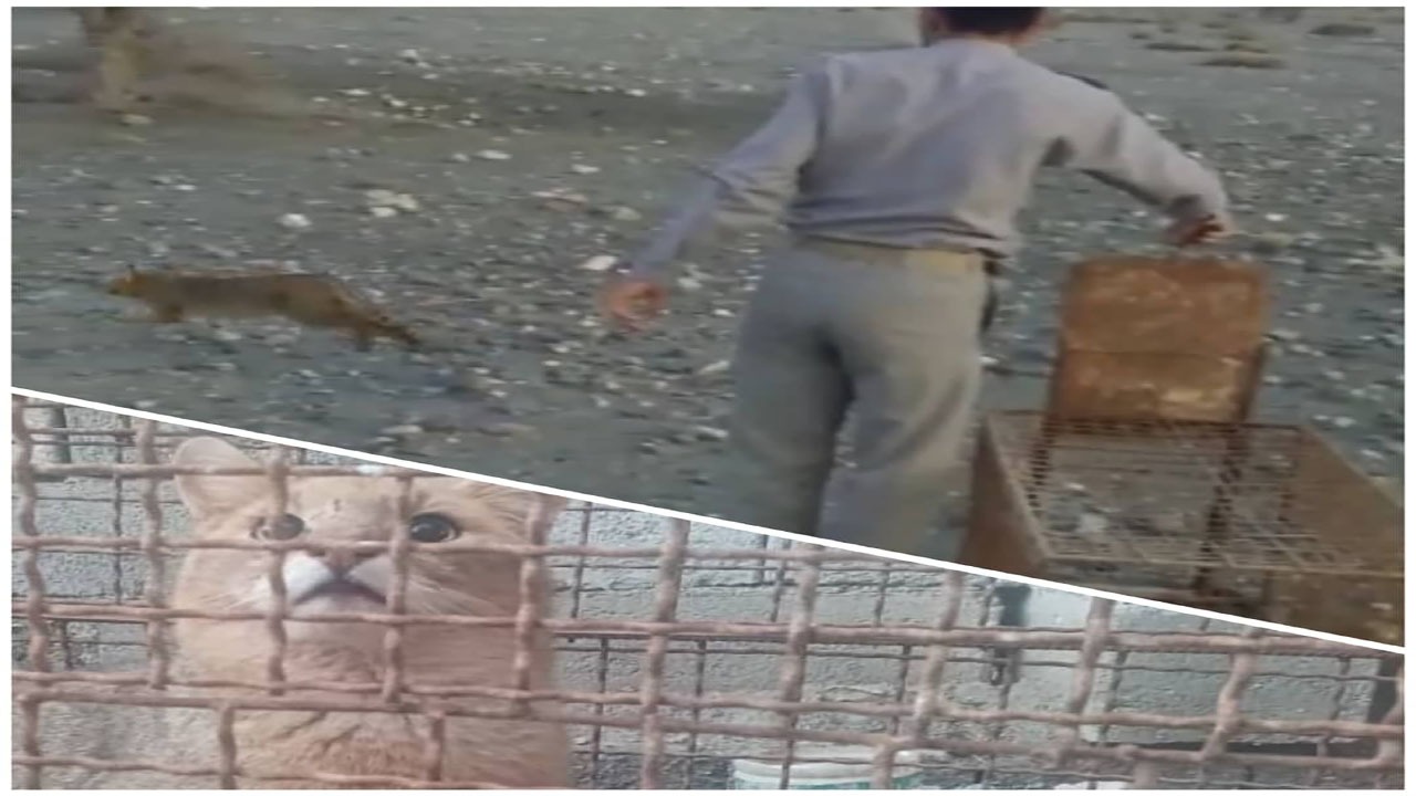 نجات و رهاسازی گربه جنگلی در کهنوج