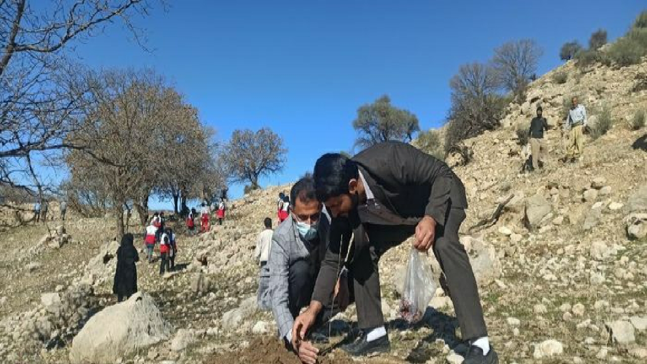 کاشت ۲ هزار اصله نهال بلوط و بادام در سرفاریاب