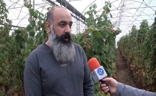 تمشک رزبری برای اولین بار سبد کردستانی ها را رنگین کرد تمشک رزبری برای اولین بار سبد کردستانی ها را رنگین کرد