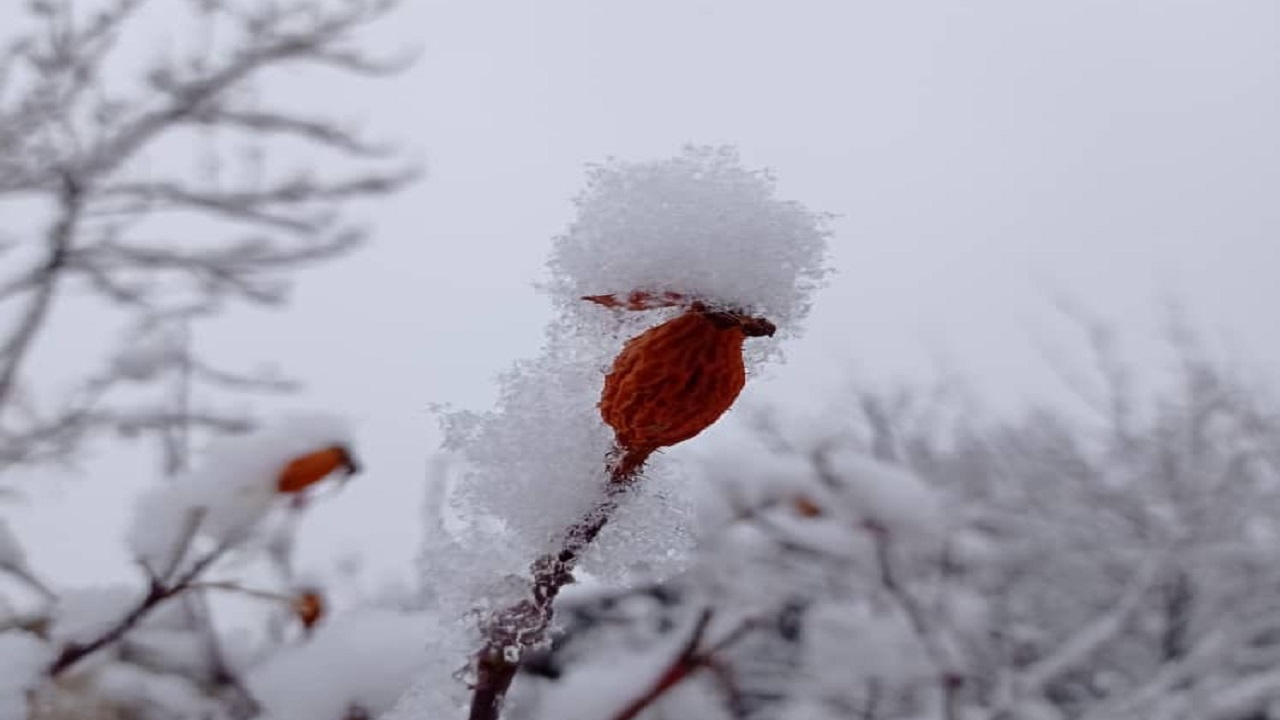 برف زمستانی خوشاب را سفیدپوش کرد+ عکس