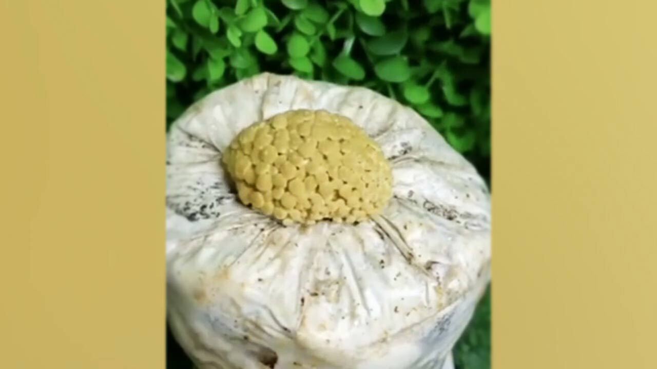 تایم لپس چگونگی رشد قارچ + فیلم