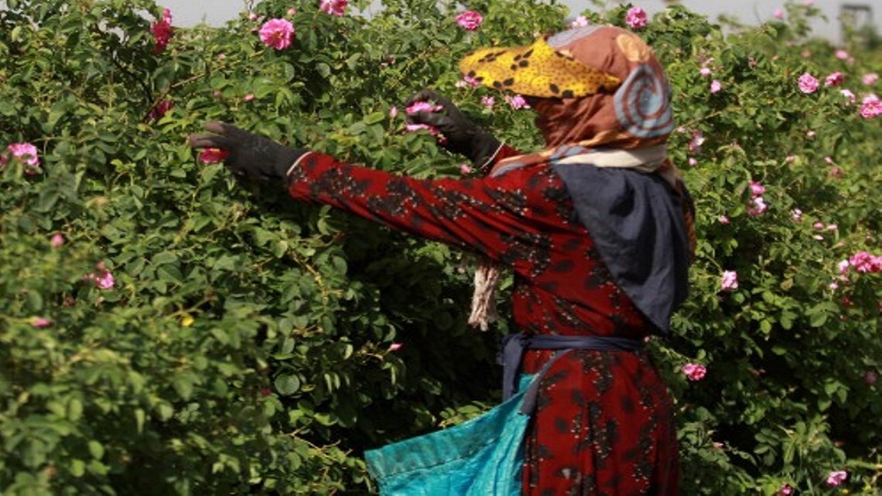 فعالیت ۱۰ صندوق اعتباری خرد زنان روستایی در هشترود