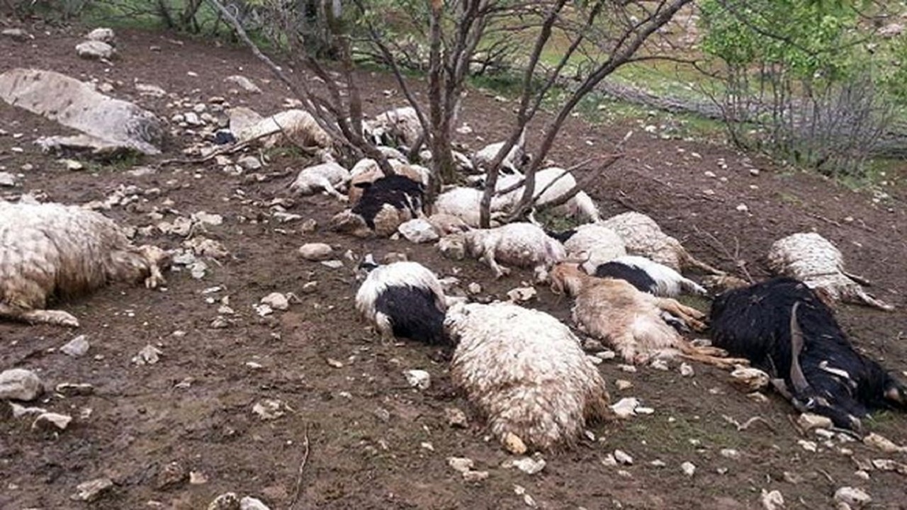 چوپان دروغگو هم به کمک گوسفندان نیامد