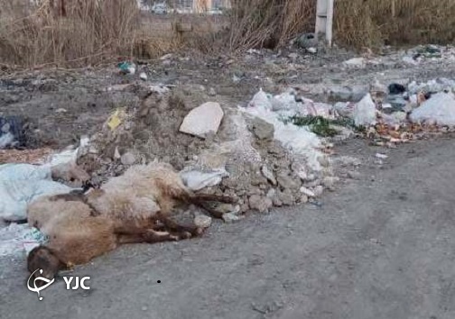 دپوی زباله&zwnj;ها همراه با لاشه گوسفند و ماکیان + تصاویر