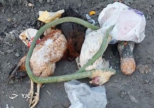 دپوی زباله&zwnj;ها همراه با لاشه گوسفند و ماکیان + تصاویر