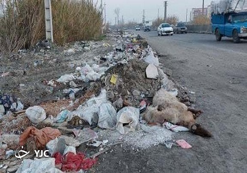 دپوی زباله&zwnj;ها همراه با لاشه گوسفند و ماکیان + تصاویر