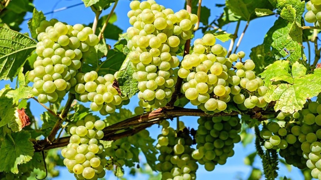 مزرعه تولید انگور در چین + فیلم