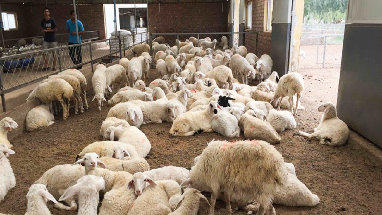 کشف ۴۰۰ راس دام قاچاق در تربت‌حیدریه