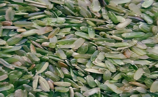جوکول برنج نارس و نوبرانه گیلان