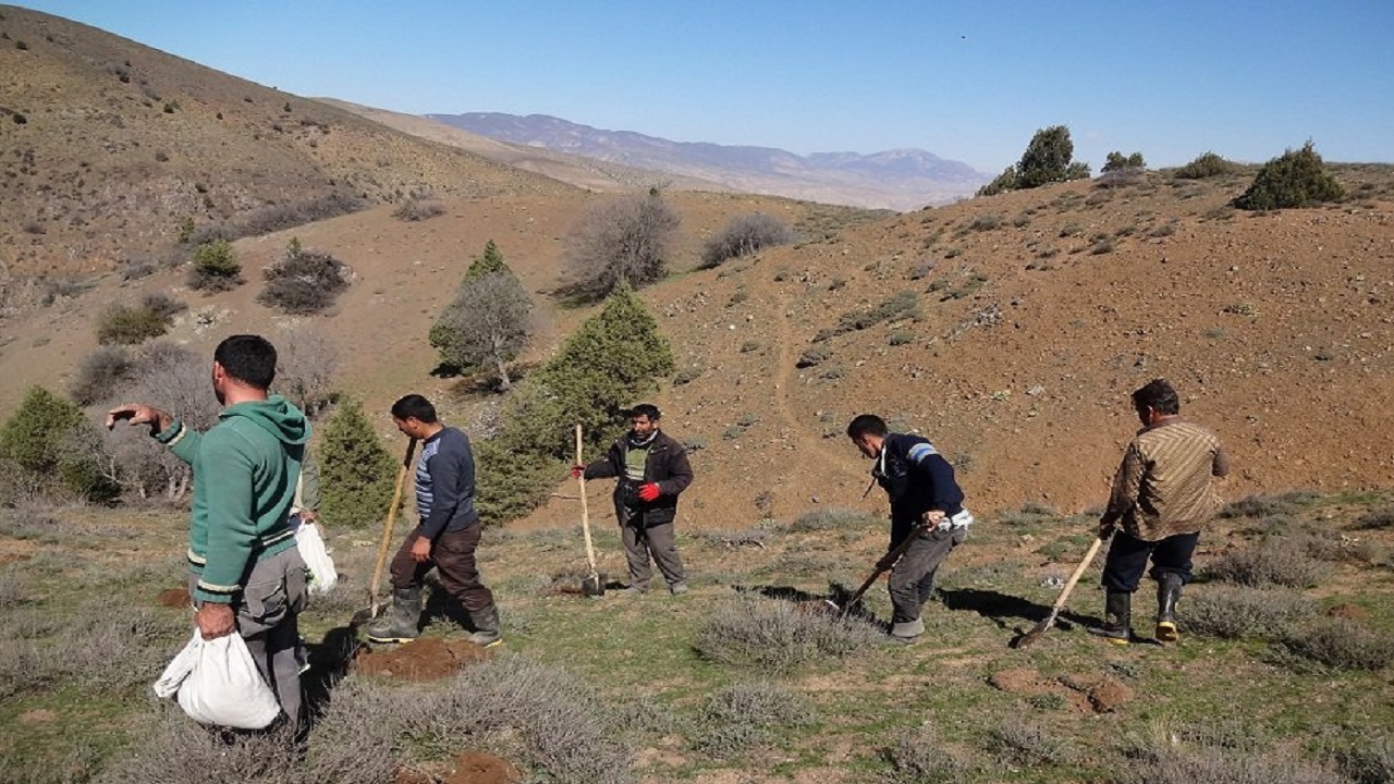 کشت گیاهان داروئی درمراتع شهرستان اسدآباد