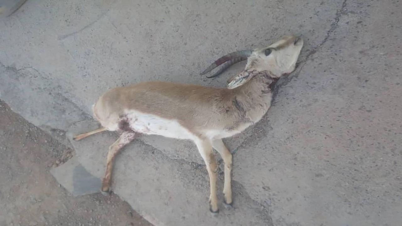دستان خونی شکارچی را لو داد