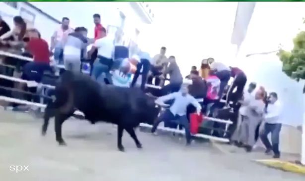حمله گاو 