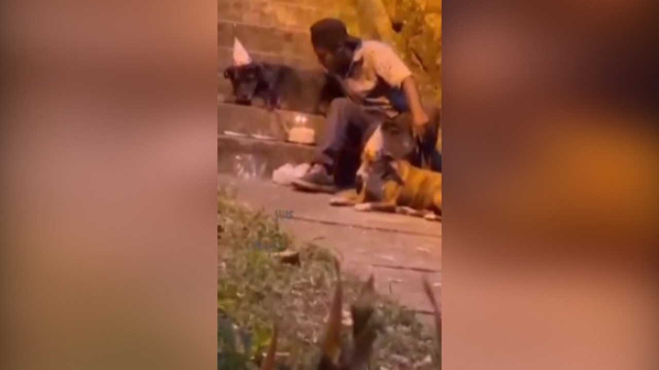 جشن تولد یک بی‌خانمان در کنار سگ‌هایش + فیلم