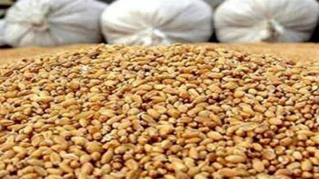 کشف ۶ تن نهاده دامی خارج از شبکه توزیع در قزوین
