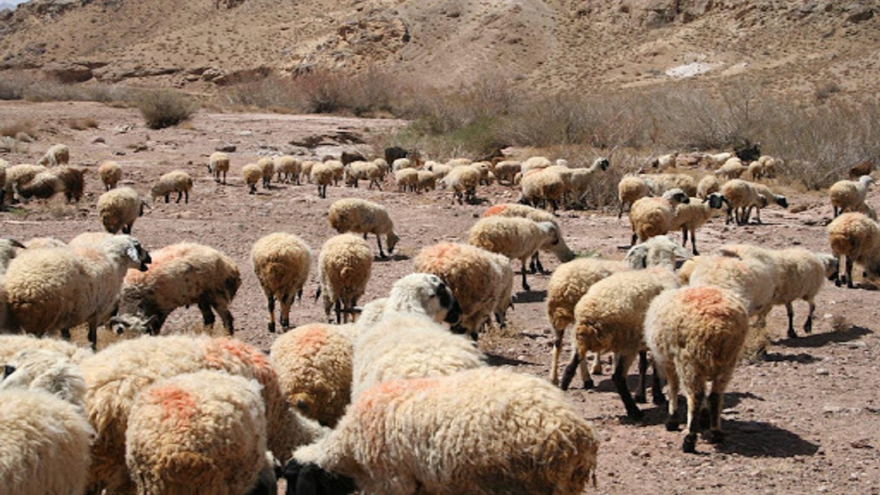 صادرات دام هم‌اکنون به صلاح بازار کشور نیست