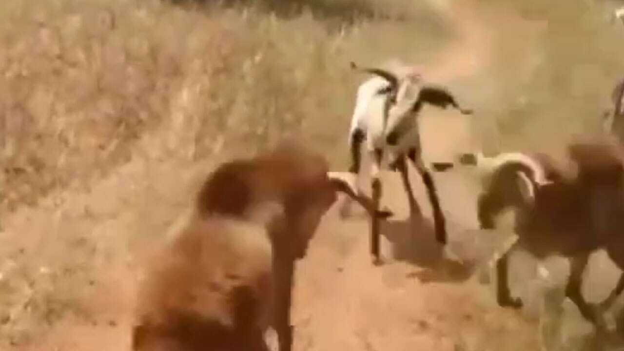 جدال سه بز با یکدیگر + فیلم