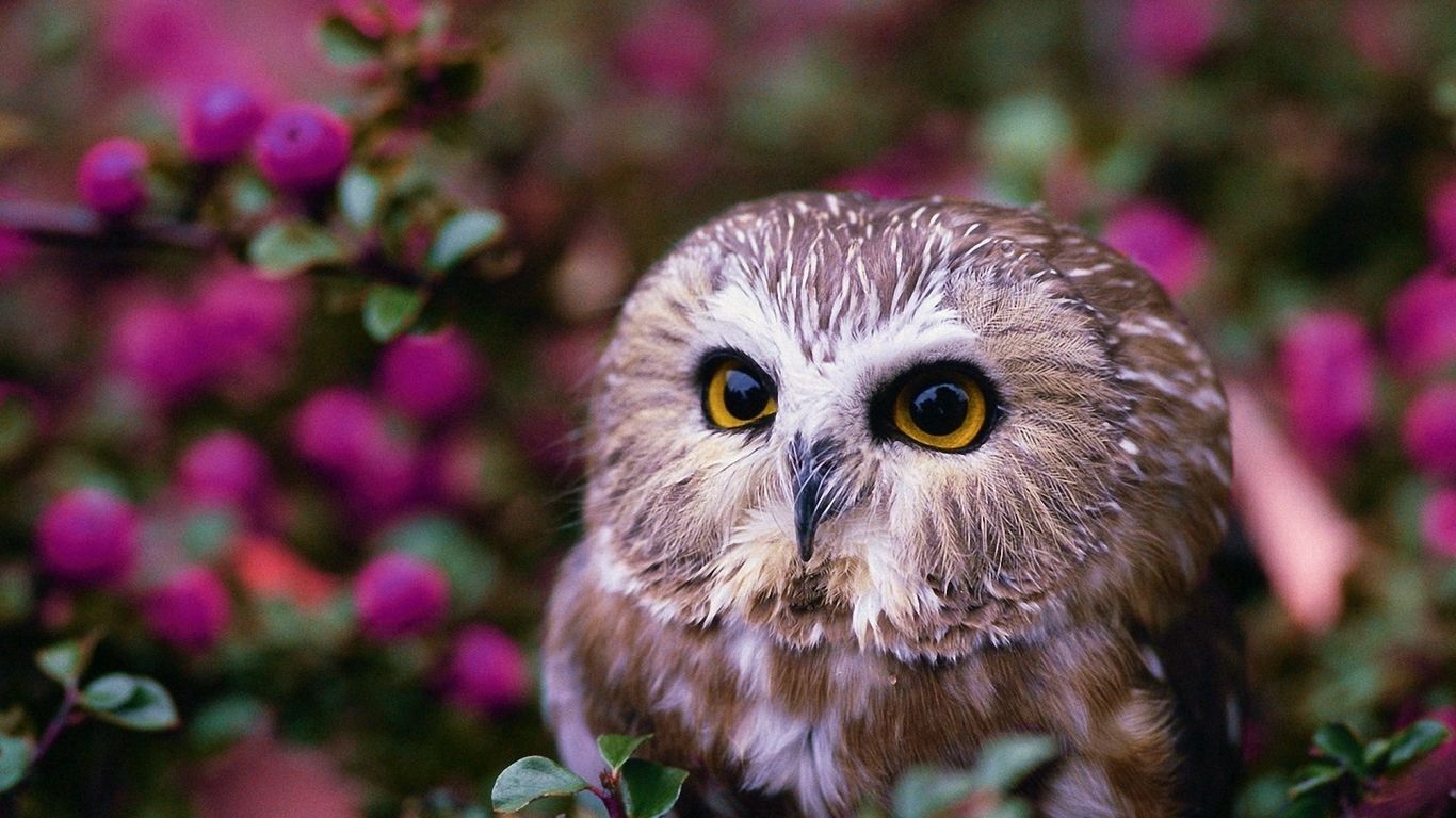 جغد
