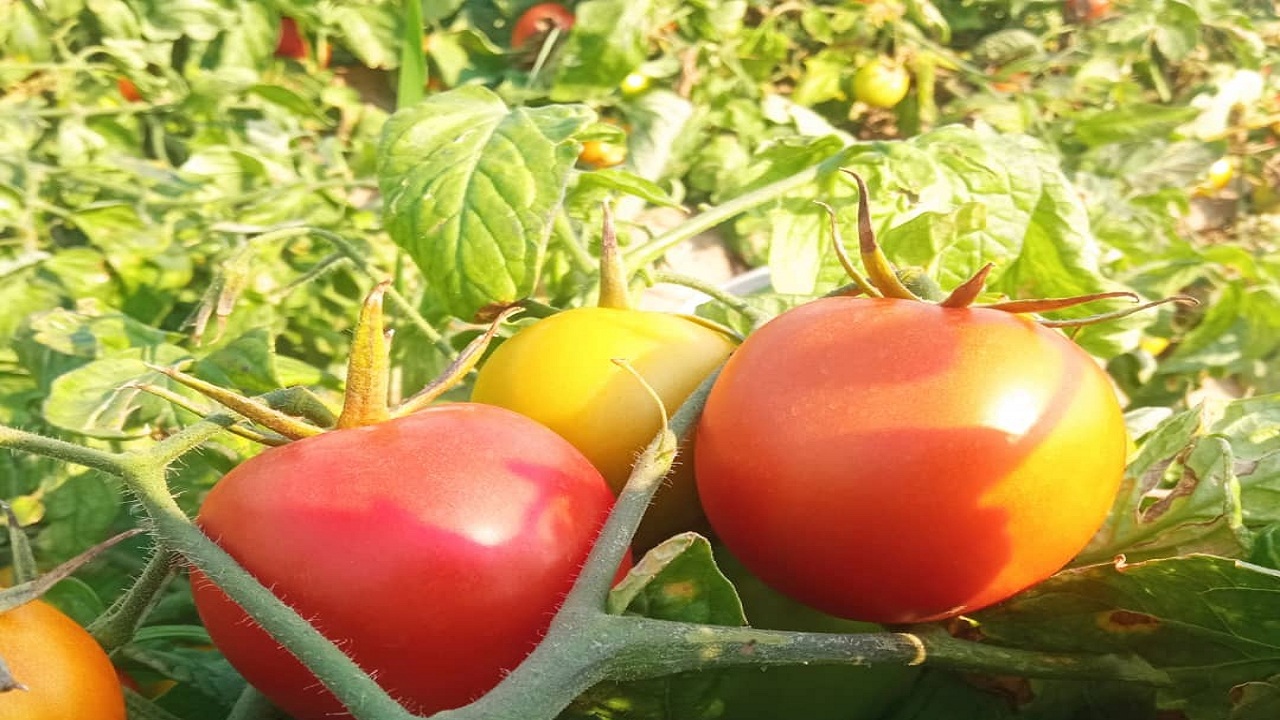 مراکز خرید توافقی گوجه‌فرنگی در ۳ شهرستان بوشهر فعال هستند