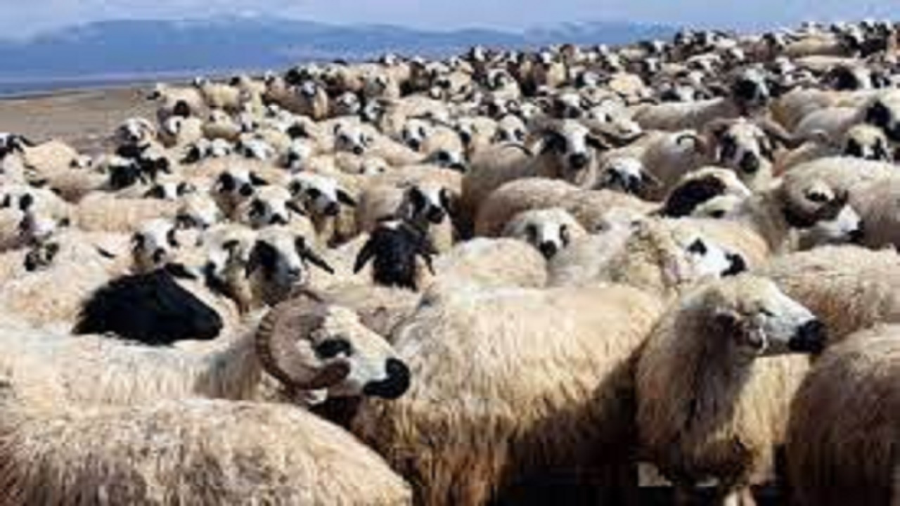 شهرستان مرند دارای ۴۲۰ هزار راس گوسفند و بز است
