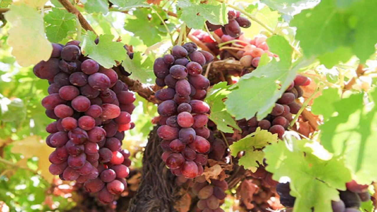 سهم ۱۵۰ هکتاری ملایر از اجرای طرح فَراز