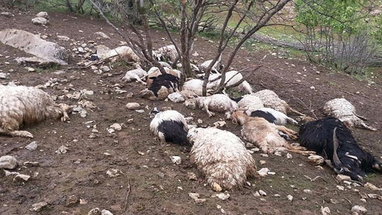 سیلاب ۱۰۰ راس دام عشایر مورموری را تلف کرد