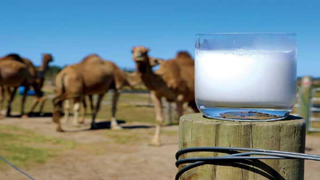 درآمد بیش از ۱۱۱ میلیارد تومانی شیر شتر برای بهره برداران