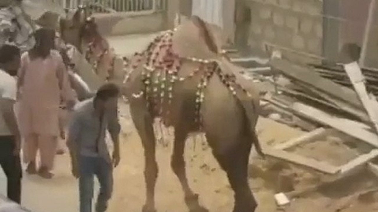 مجازات مرد حیوان آزار توسط شتر + فیلم