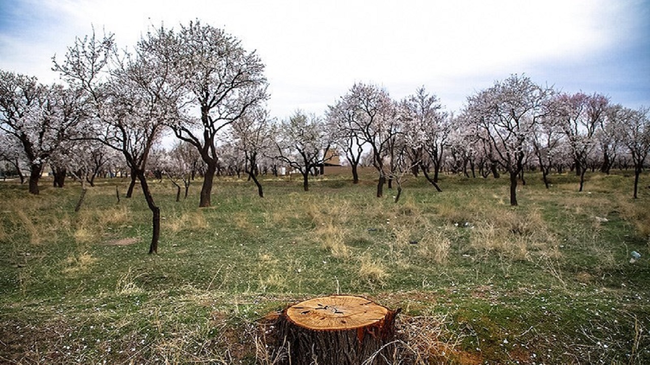روایتی از بی‌مهری در باغستان قزوین