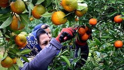 نحوه نگهداری میوه و سبزیجات در منزل + فیلم