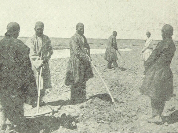 خوراکی&zwnj;هایی که از دوره قاجار، ایرانی شدند/ &laquo;سیب&zwnj;زمینی&raquo; و &laquo;گوجه فرنگی&raquo; از کجا آمدند؟