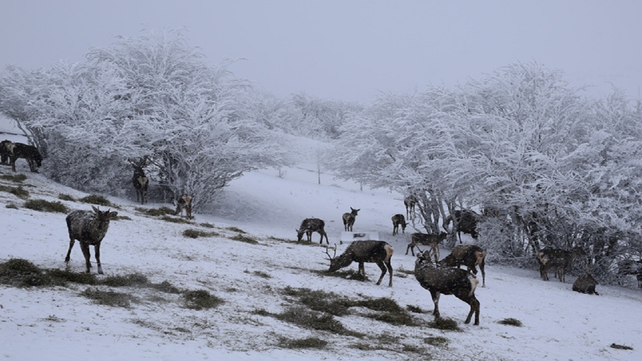 آماده باش محیط بانان اردبیل برای امدادرسانی به حیات وحش