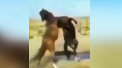 مقاومت بوفالو در مواجهه با حمله شیرها + فیلم