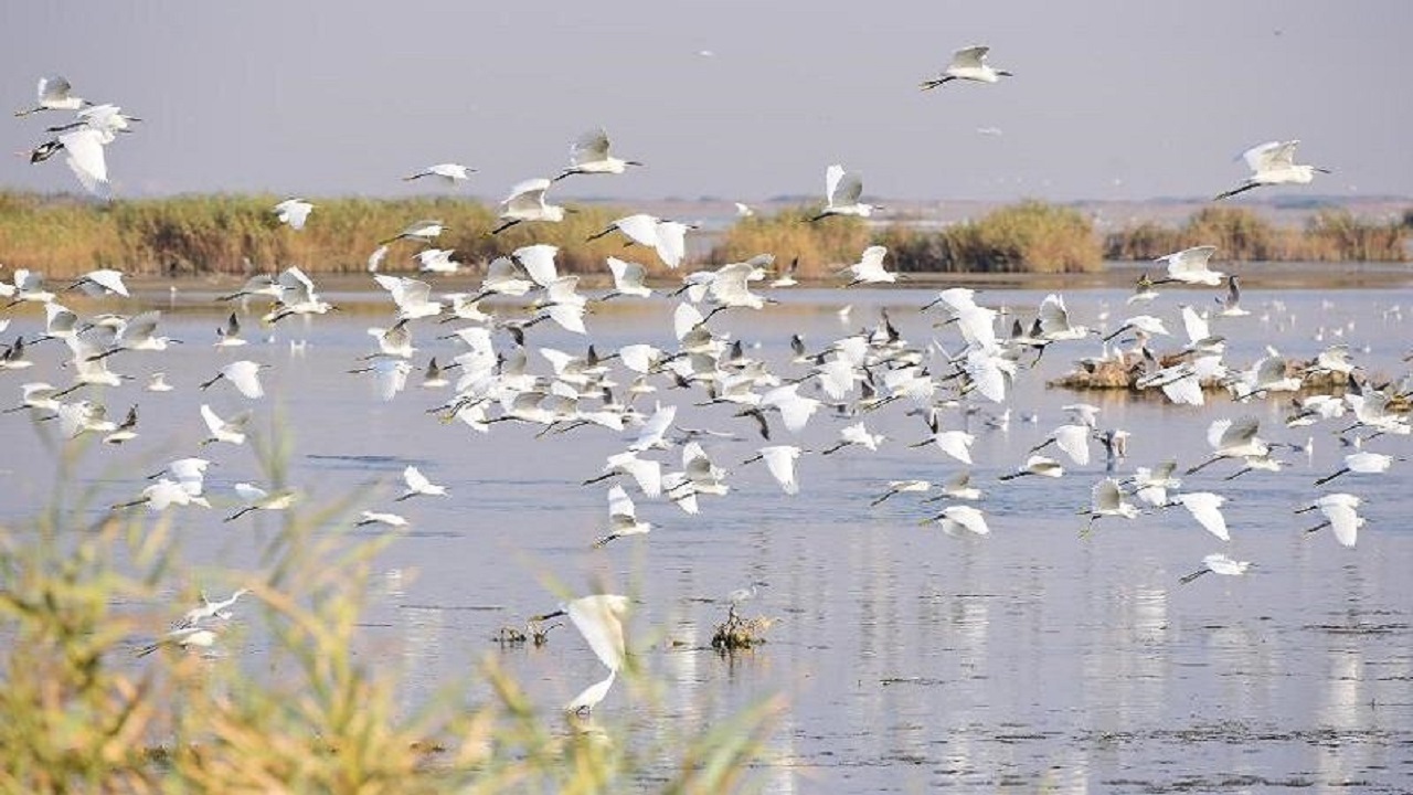 پایش بیماری آنفلوانزای فوق حاد پرندگان در تالاب کجی نمکزار